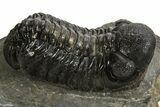 Detailed Austerops Trilobite - Ofaten, Morocco #325980-1